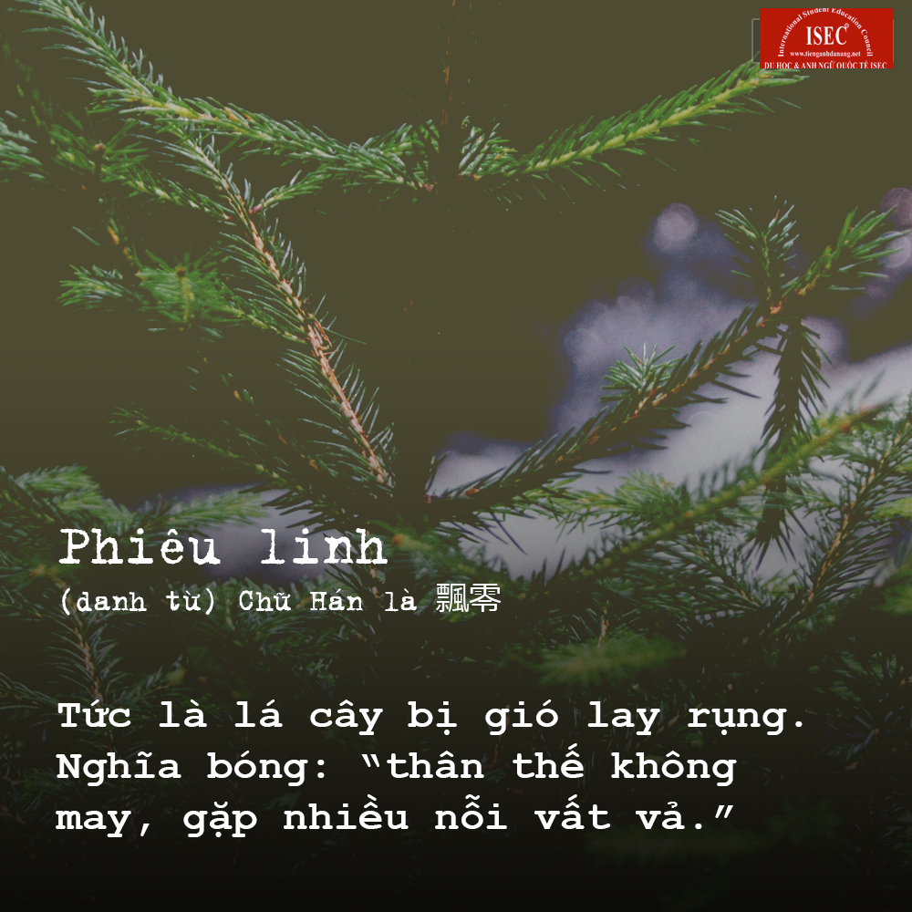 phieu linh